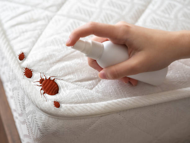 Best Flea Control Services  in Montello, WI